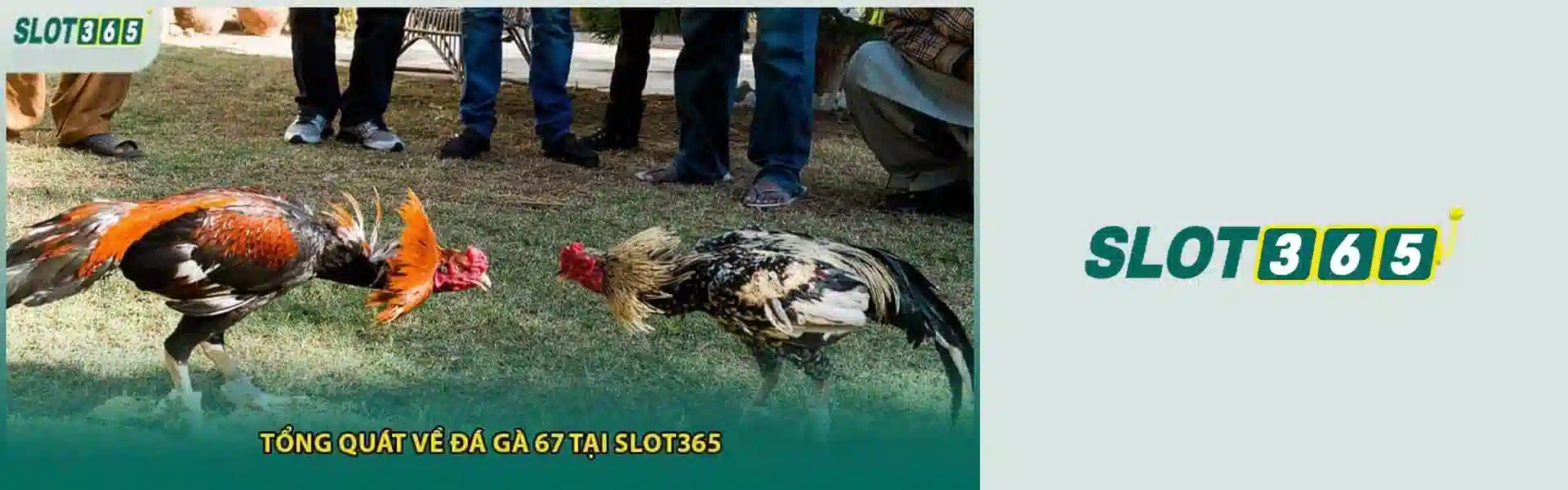 slot365rd.com banner