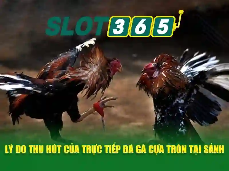 Lợi ích khi chơi trên Slot365