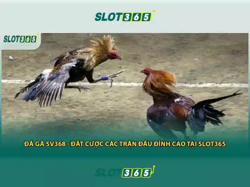 Slot365: Nền tảng máy đánh bạc trực tuyến hiện đại