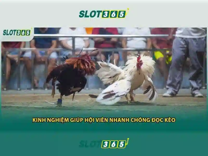 slot365 casino – Trải nghiệm đỉnh cao và cộng đồng chơi