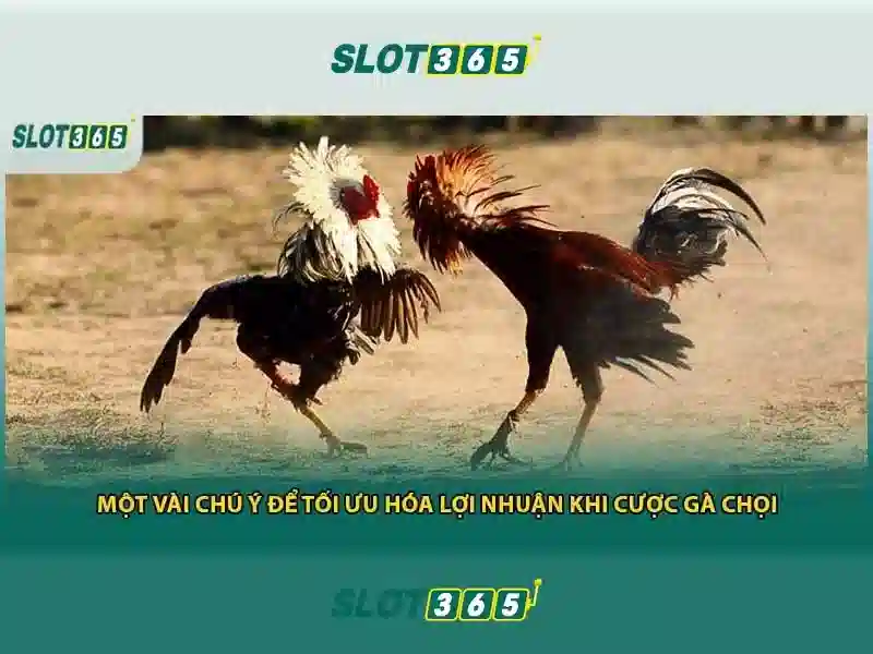 Slot365 - Tổng quan về nền tảng chơi slot trực tuyến