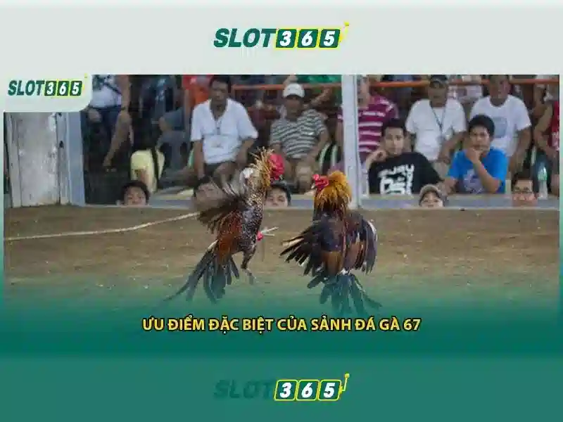 Phản hồi từ người dùng về slot365 .com