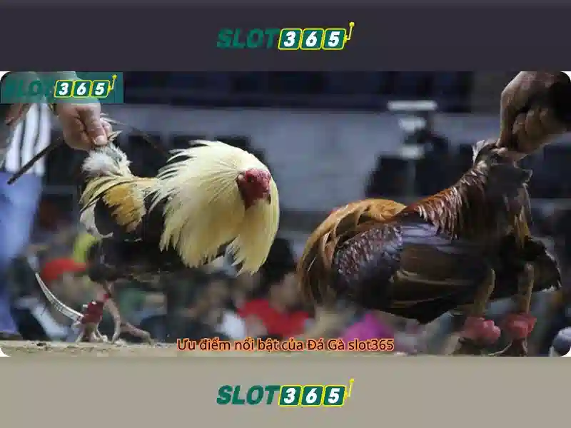 Slot365 - Trải nghiệm chơi slot trực tuyến tối ưu